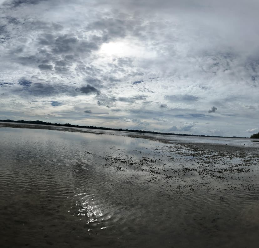 Seagrass Meadows at Pulau Setindan, Johor